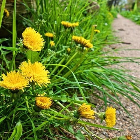 Bild zum Beitrag „Pusteblumen für die Laternendeko“